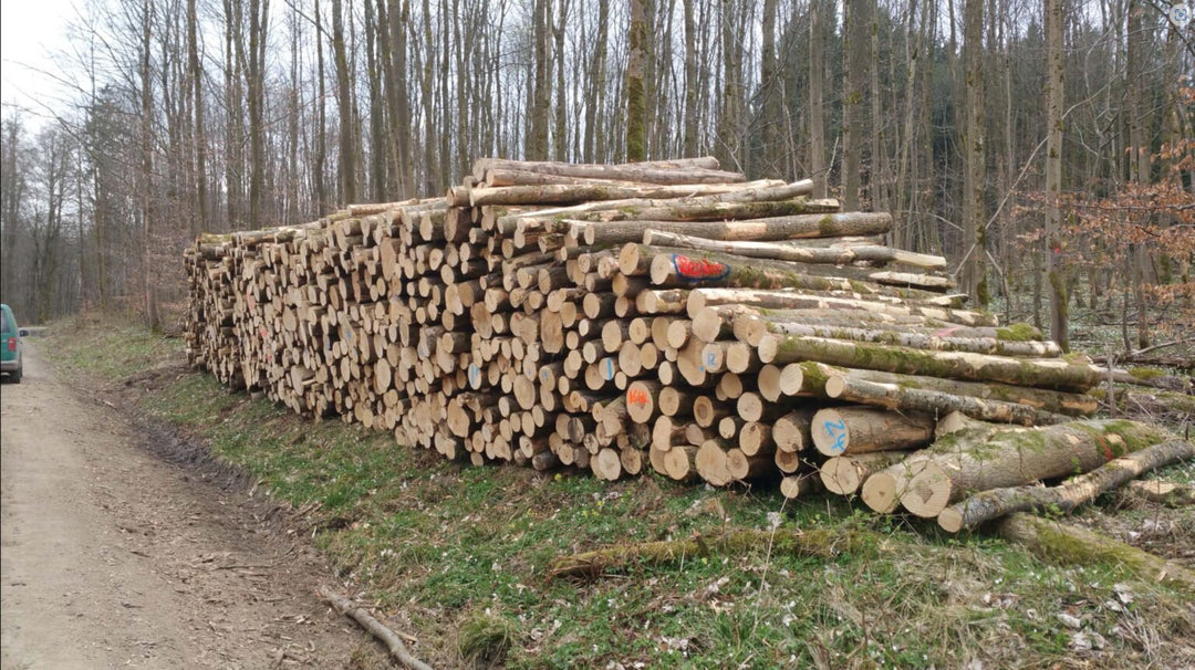 Stammholz – Esche